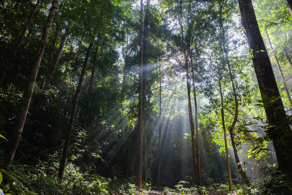 Taman Negara Forest