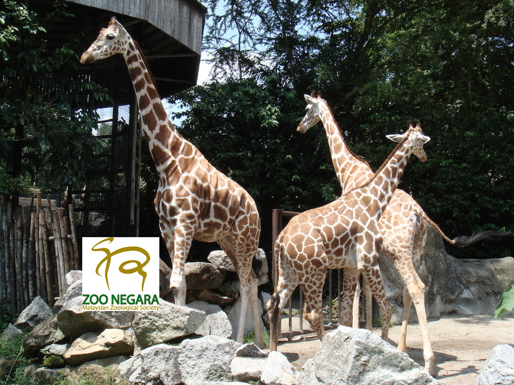 Zoo Negara